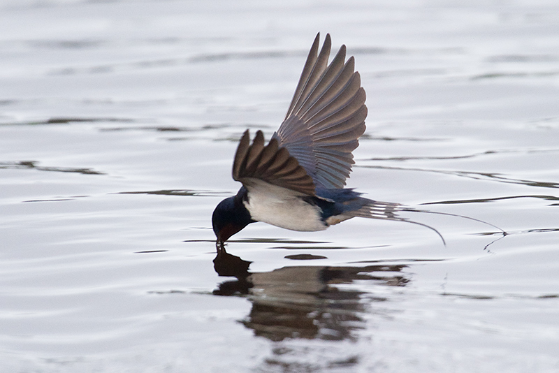 Låvesvale - Barn Swallow (Hirundo rustica) .jpg